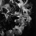 [BLANK] (flower)